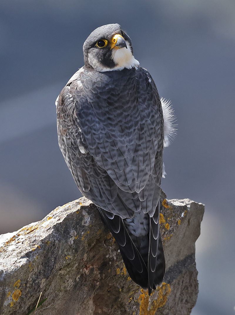 peregrine